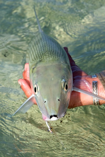 Seychelles bonefish