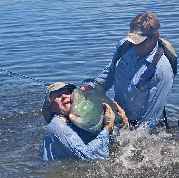 Bumphead parrotfish