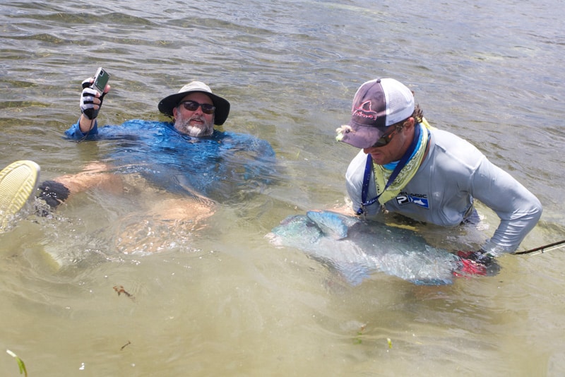 Bumphead parrotfish