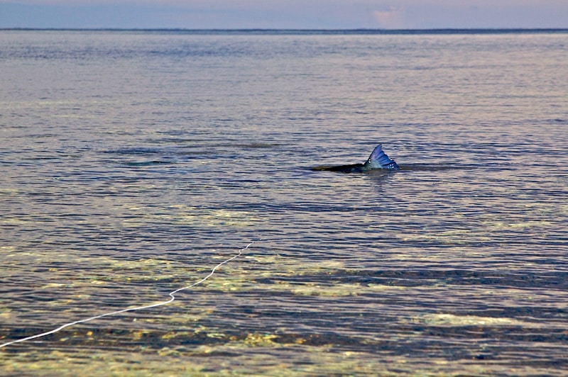 Bumphead parrotfish