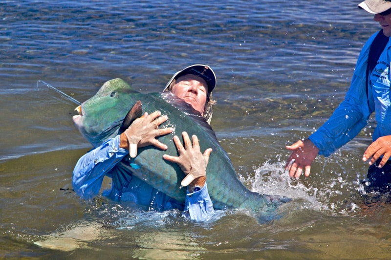 bumphead parrotfish