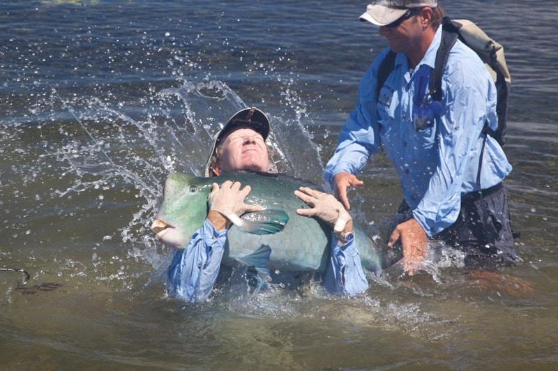 Bumphead parrotfish