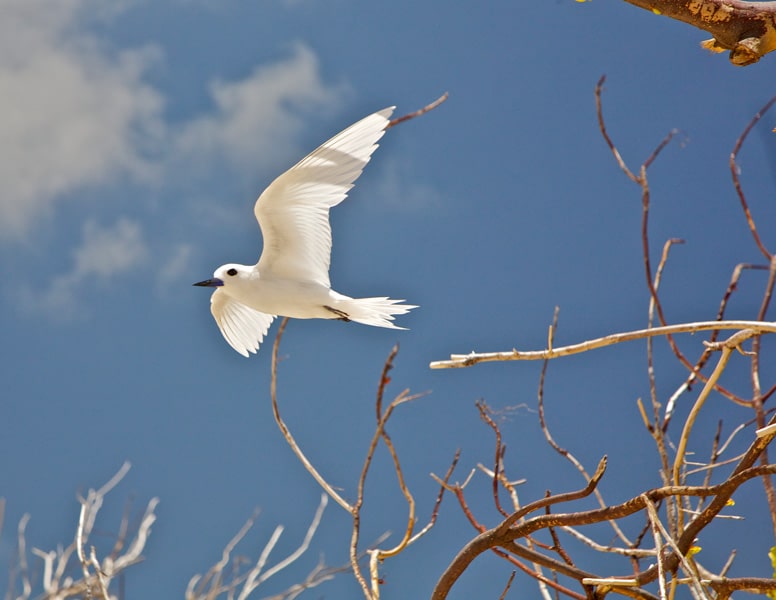 fairy tern
