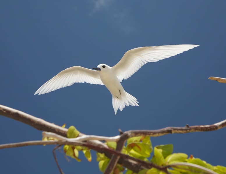 fairy tern