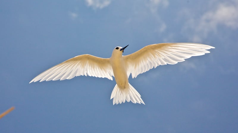 fairy tern