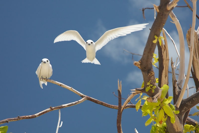 fairy terns