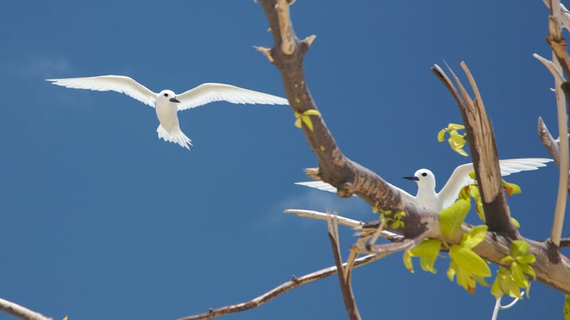 fairy terns