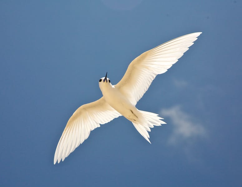 fairy terns