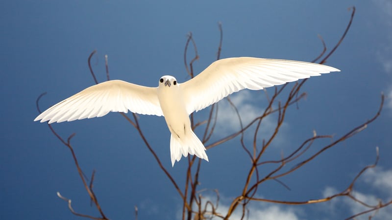 fairy tern