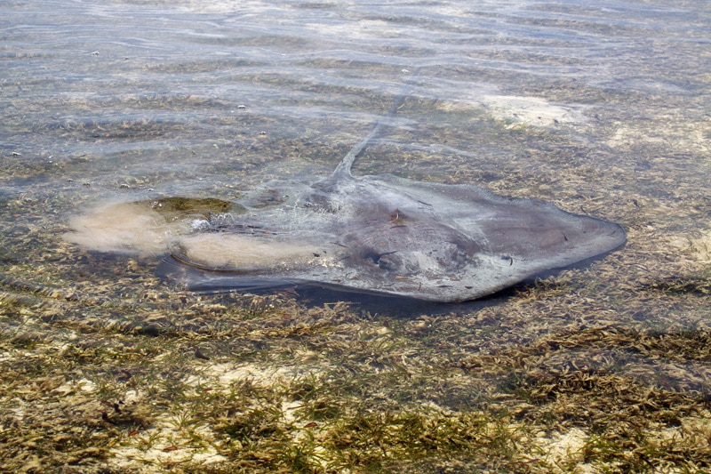 ray and fish Seychelles