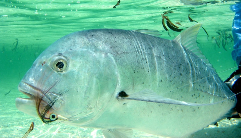 Giant trevally up close