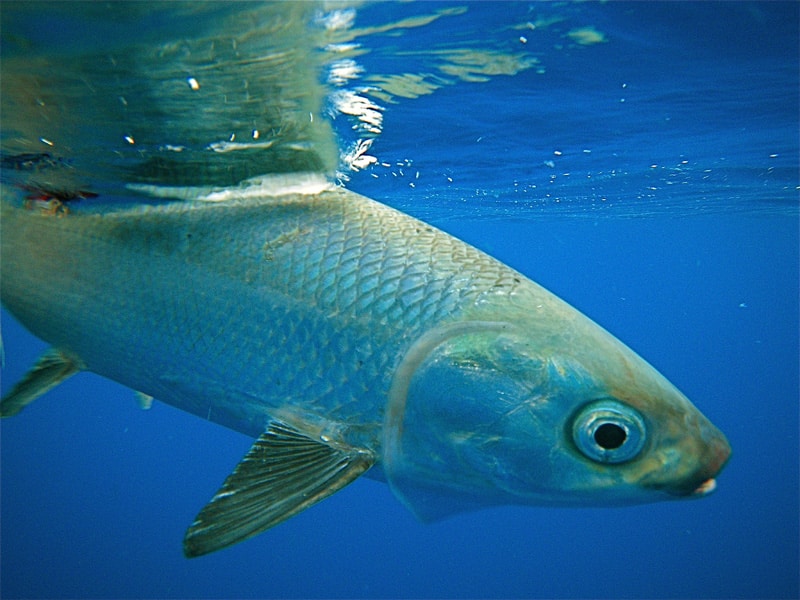 Seychelles milkfish