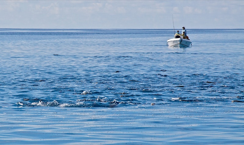 Seychelles milkfish on the edge of the flats