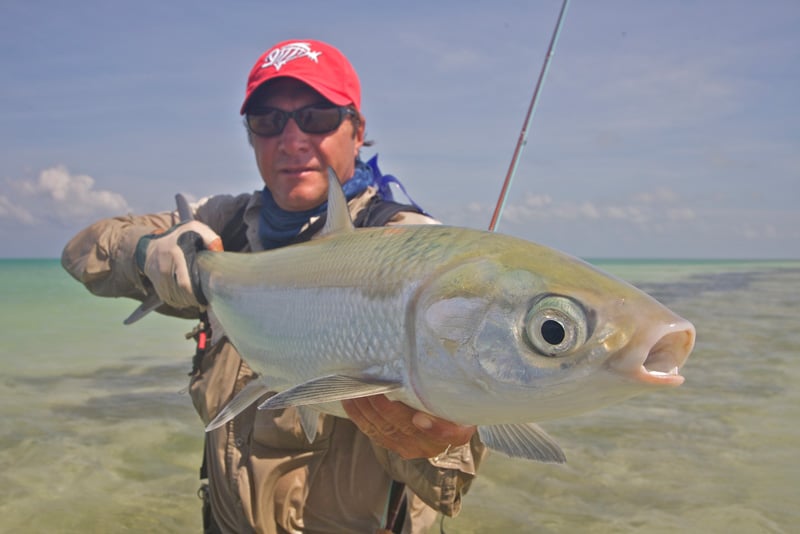 Seychelles milkfish on the flats