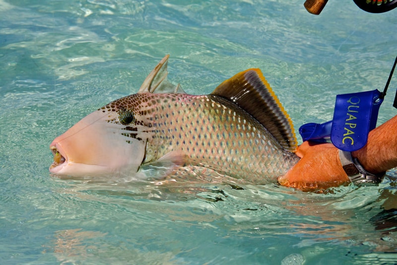 Seychelles triggerfish