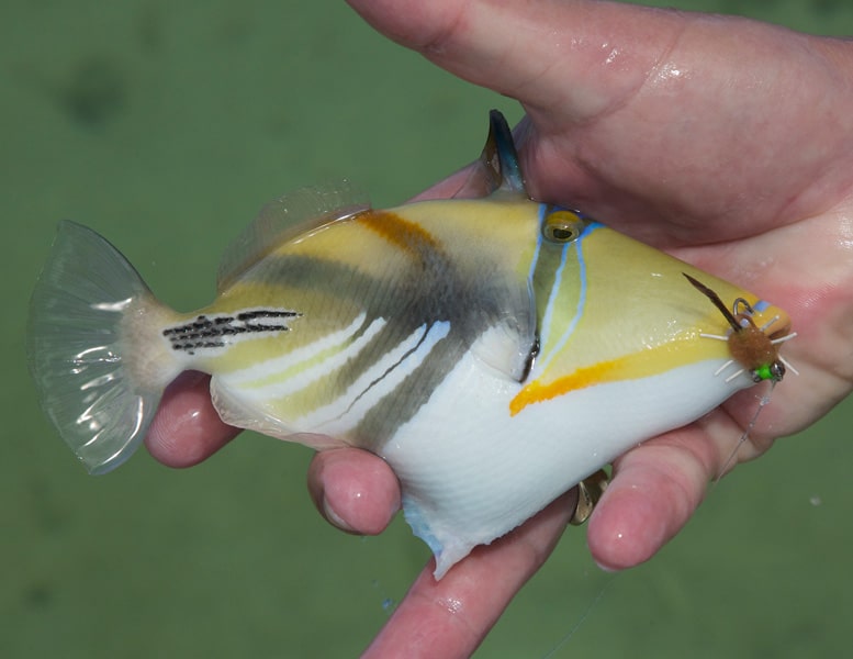 Picasso triggerfish