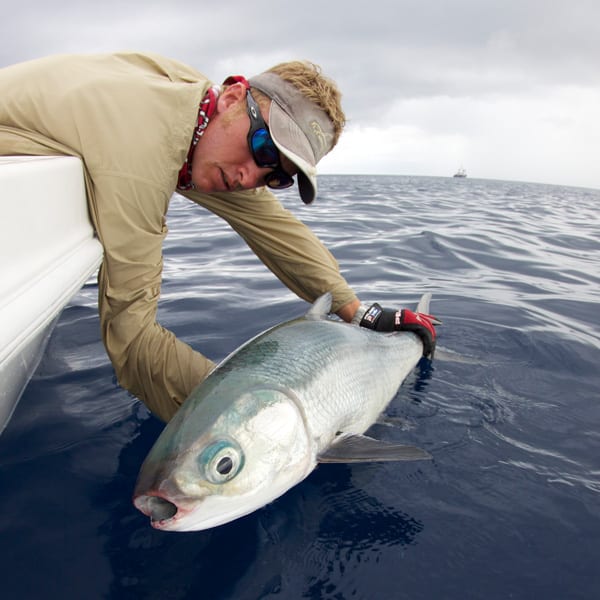 Seychelles releasing a milkfish