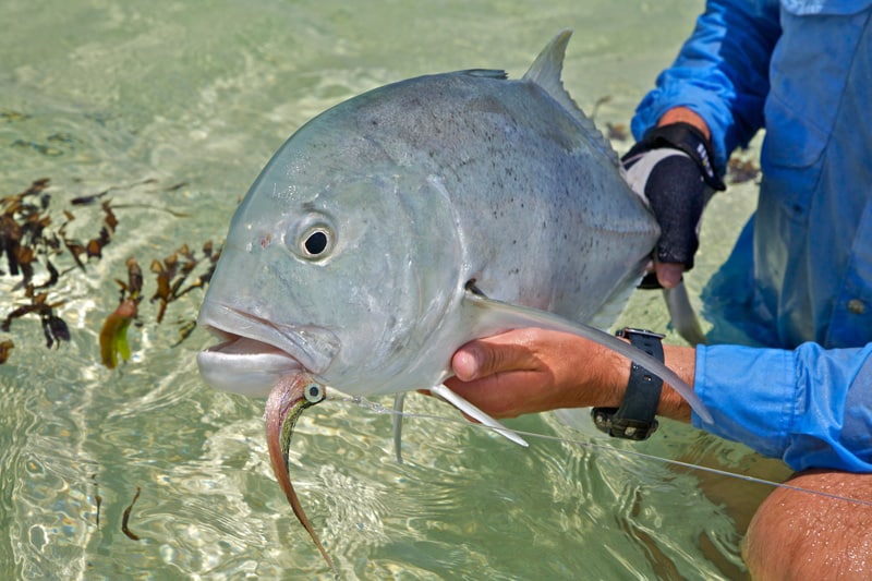 Seychelles small giant trevally