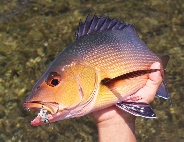 Seychelles snapper flyfishing