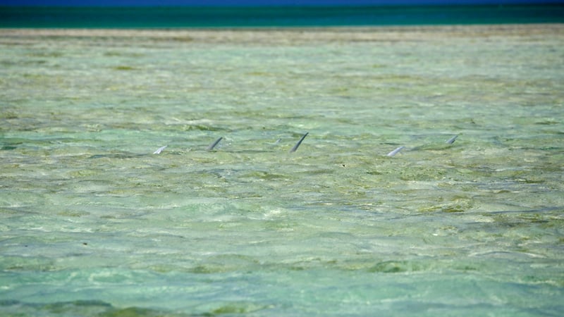 Seychelles tailing milkfish