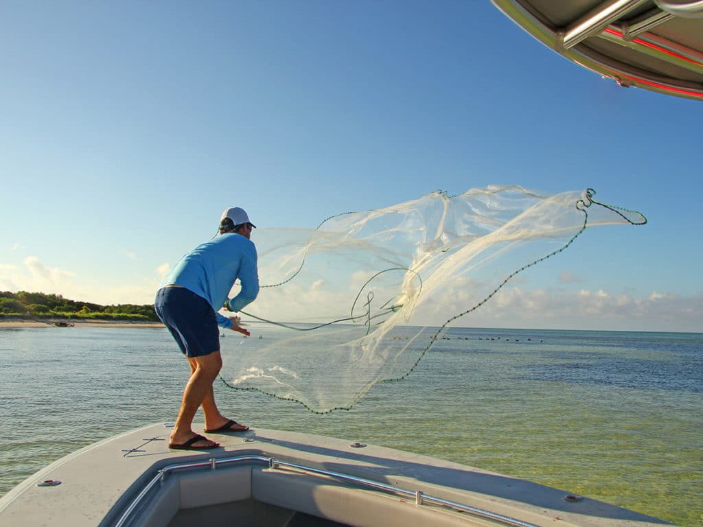 castnetting pilchards