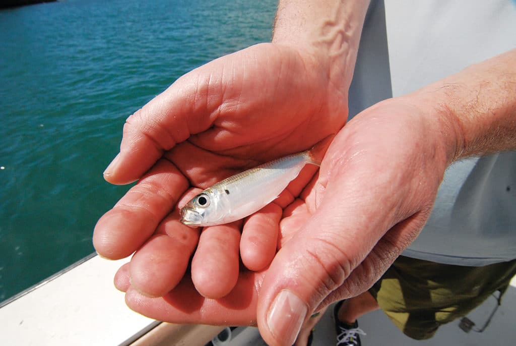 Live-chum the Virgin Islands with pilchards.