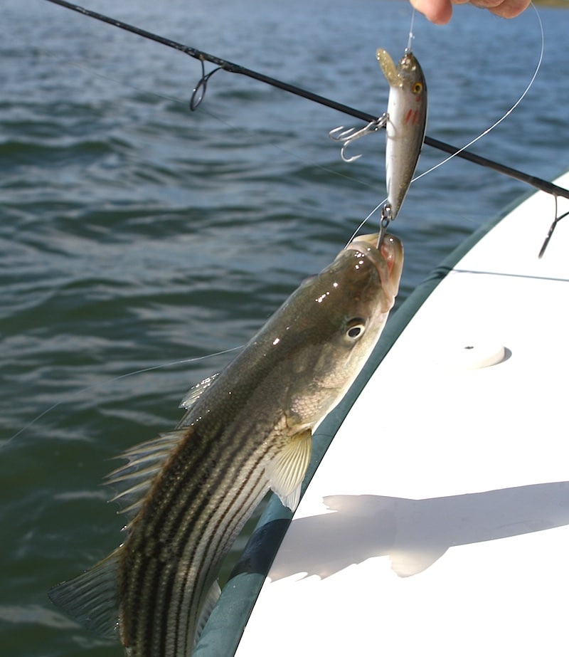 plymouth stripers_12.jpg