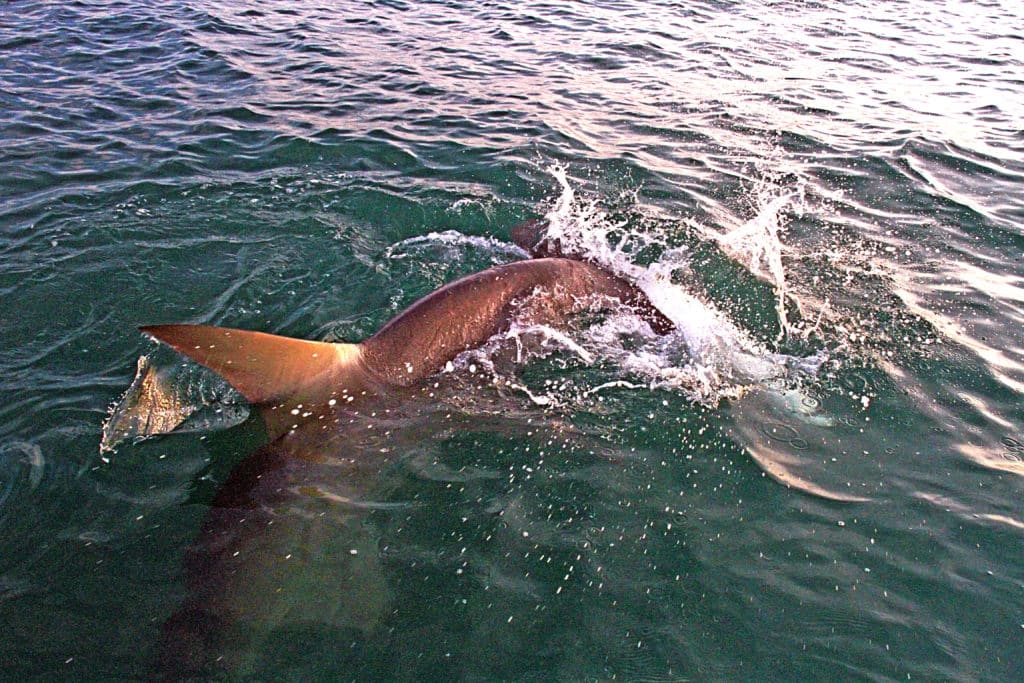 Amazing Rescue from Marauding Hammerhead Shark