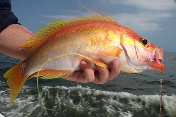 Longtail Bass Fishing Photo