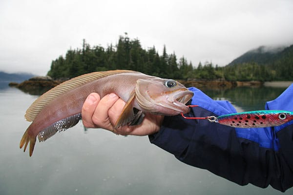 Searcher Fishing Photo