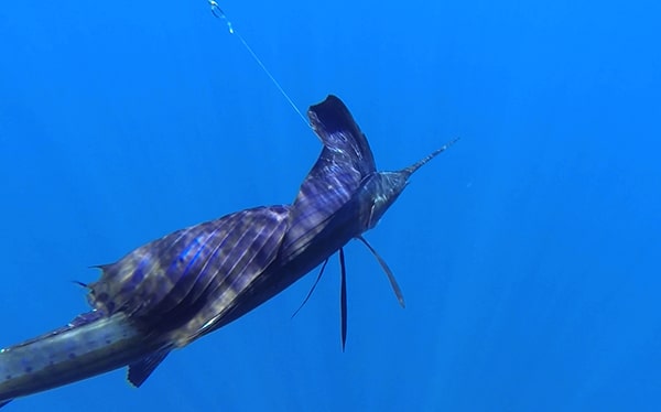 Sailfish Fishing Photo Underwater