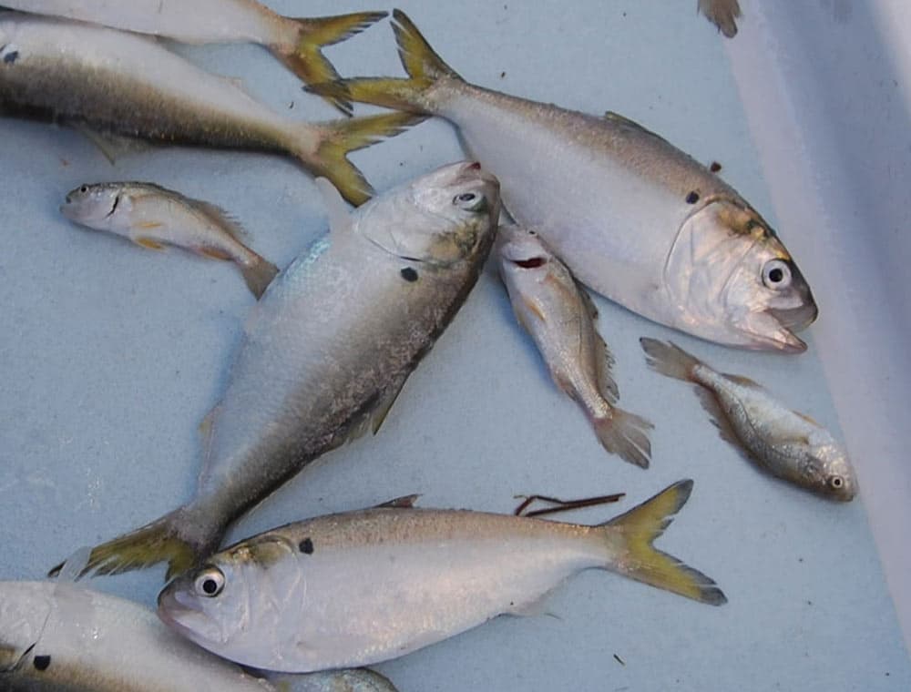 Menhaden on Deck