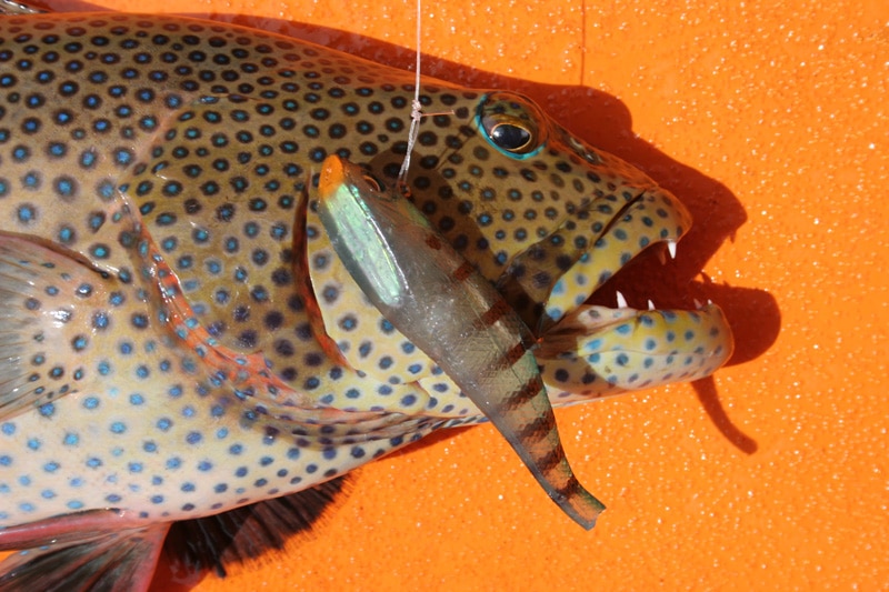 polkadot_cod_great_barrier_reef_australia.jpg