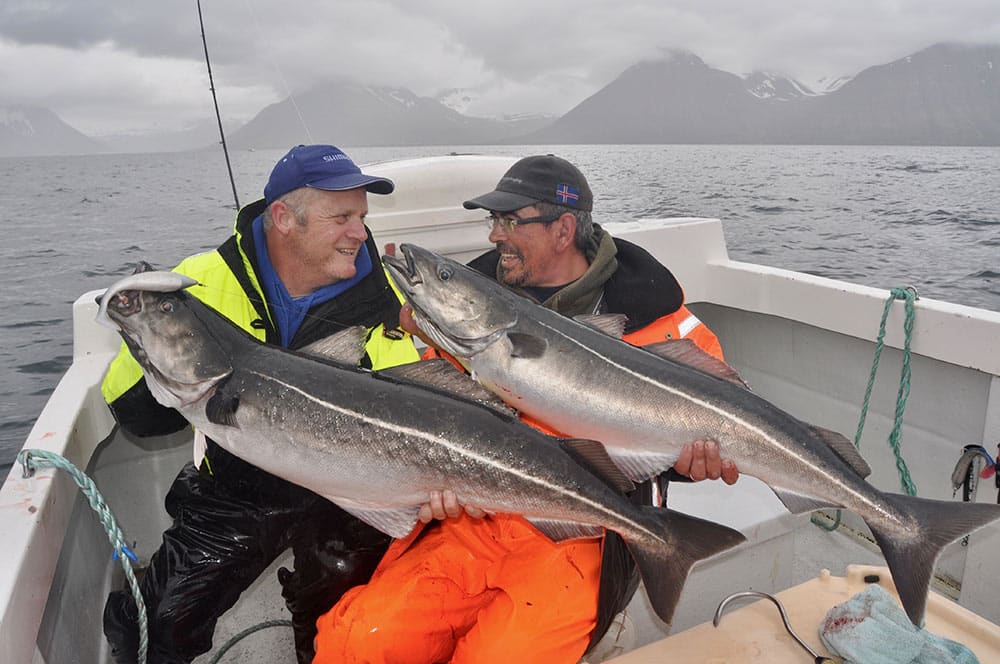 Pollack or Coalfish on Swim Shad