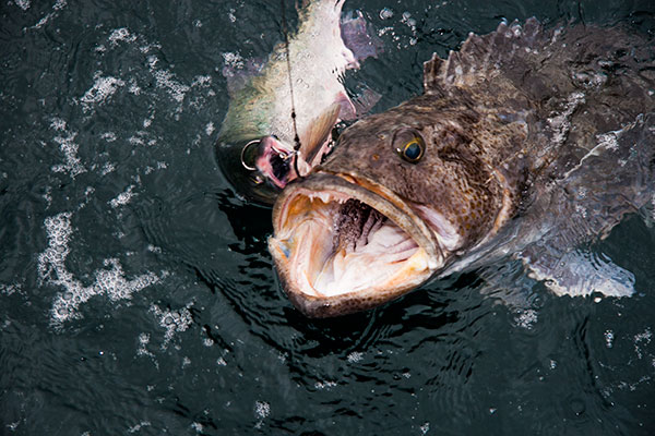 Lingcod Fishing photo