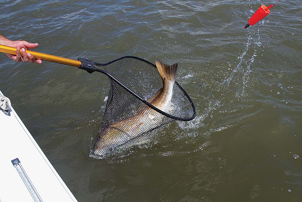 netting a red drum caught using popping cork rig inshore saltwater fishing tackle