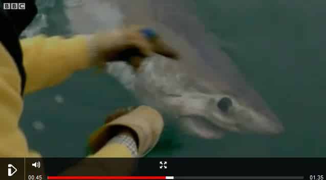 porbeagle shark