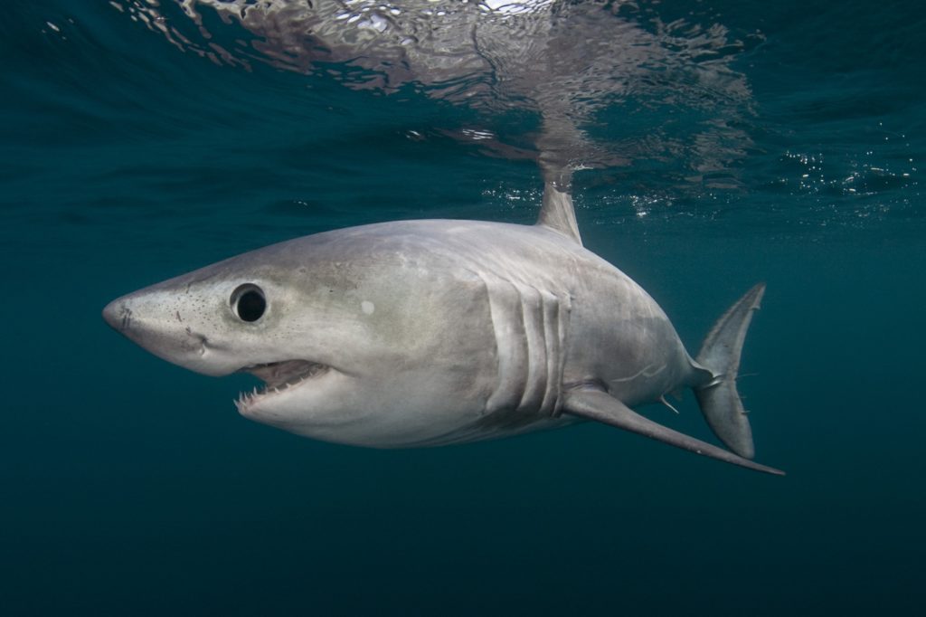 Shark Fishing - An Angler's Guide to Species: Porbeagle shark