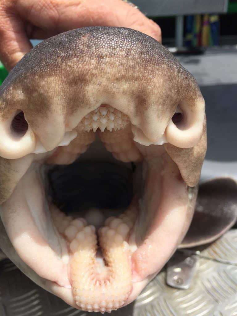 Port Jackson shark