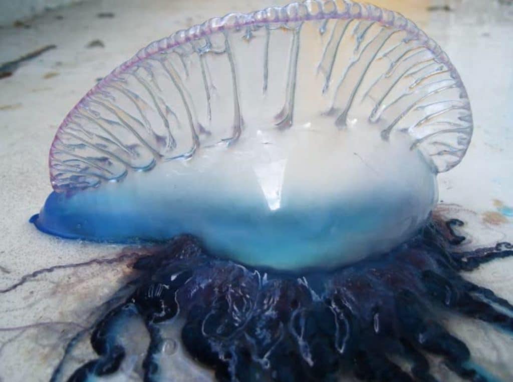 Portuguese Man-of-War with tentacles visible
