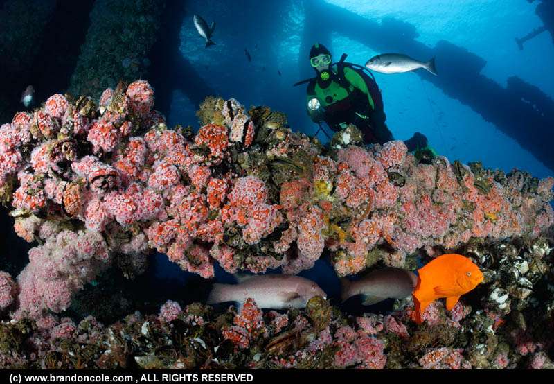 Coral growth covers old oil rig