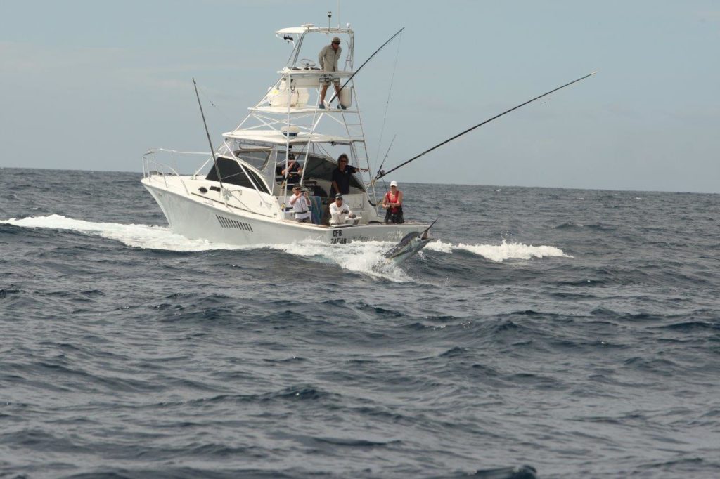 Australia marlin fishing at Port Stephens - backing down on marlin