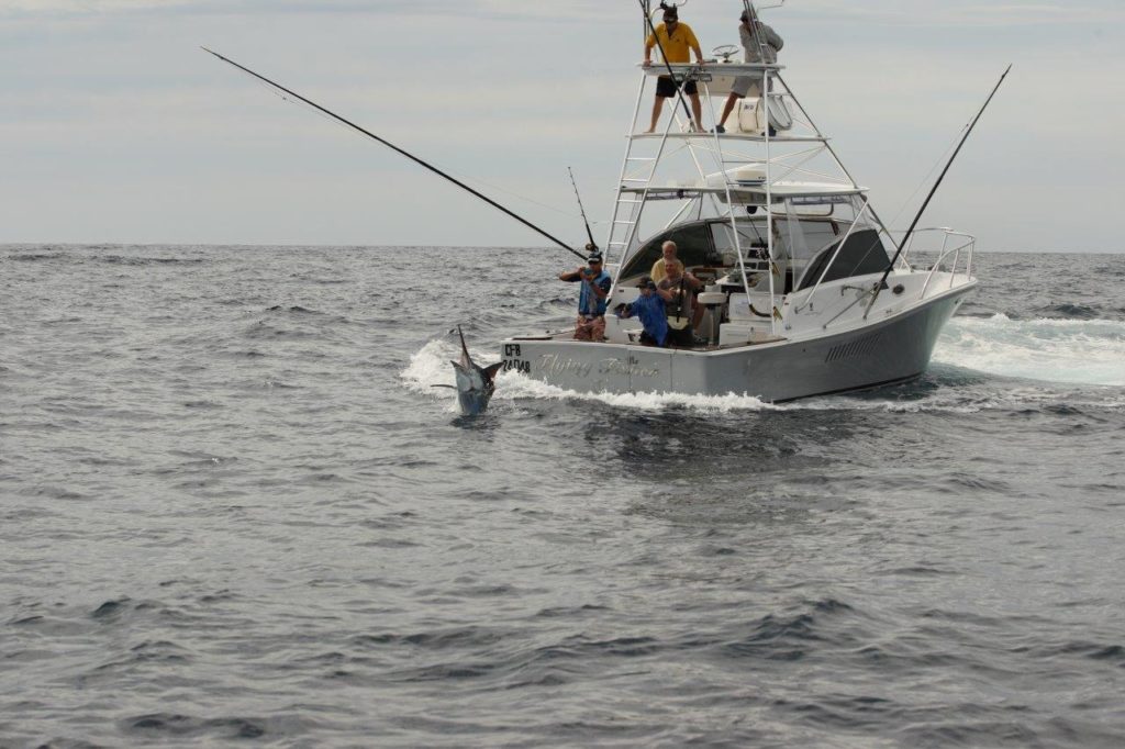Australia marlin fishing at Port Stephens - backing down a black marlina