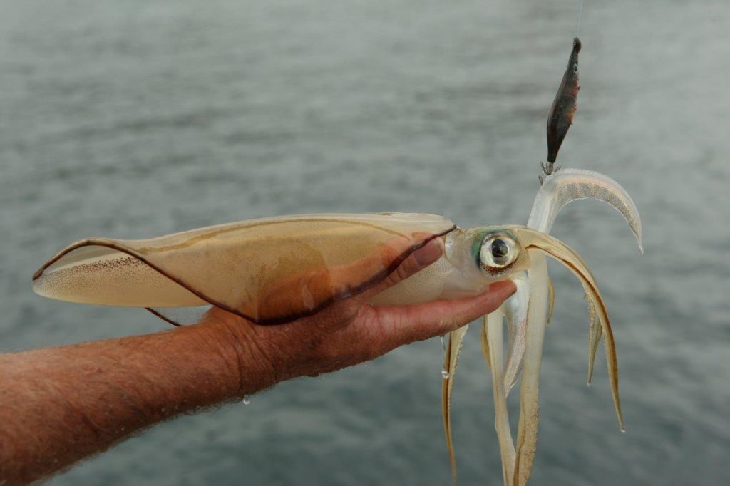 Australia marlin fishing at Port Stephens - a squid in the hand