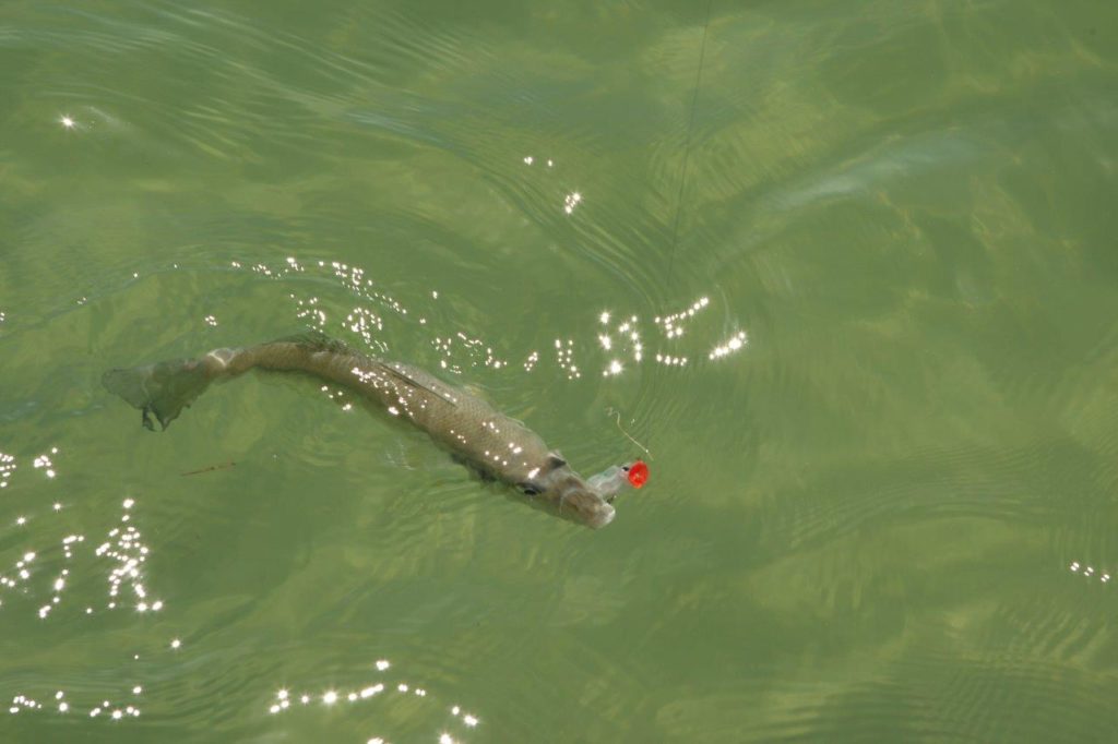 Australia marlin fishing at Port Stephens - a sand whiting