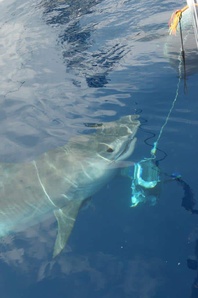 Australia marlin fishing at Port Stephens - huge tiger shark