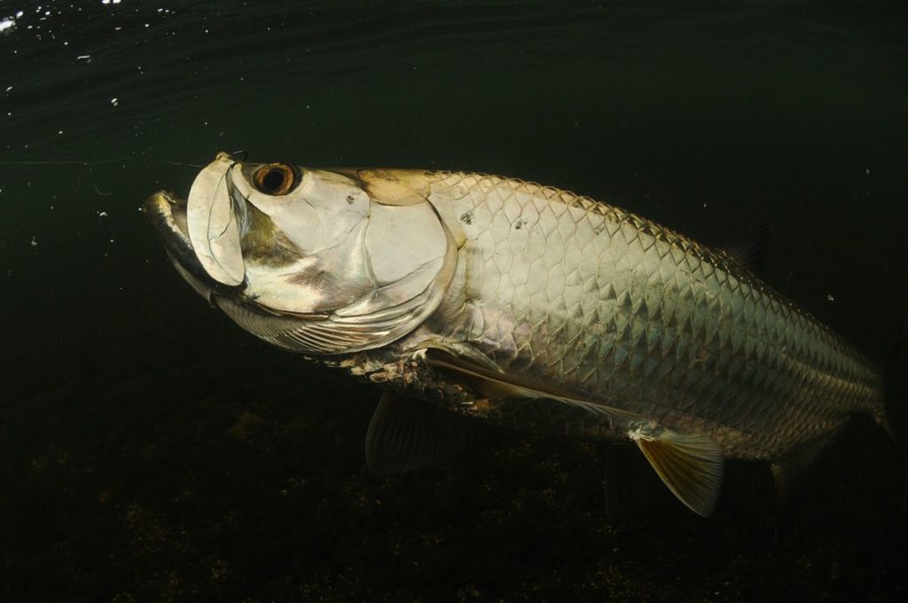 Puerto Rico tarpon fishing