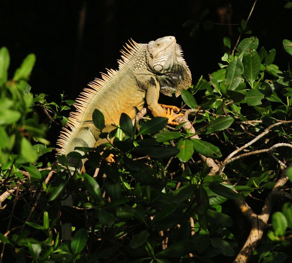 iguana in mangroves
