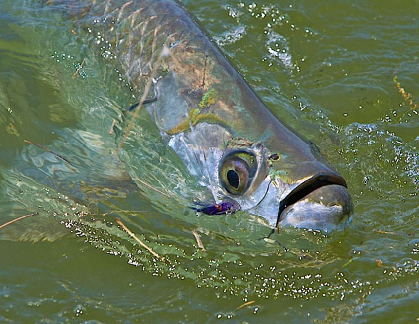 purple flies are the ticket for everglades national park tarpon.jpg