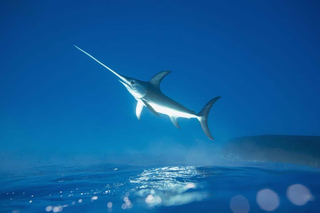 Swordfish appears to soar over water